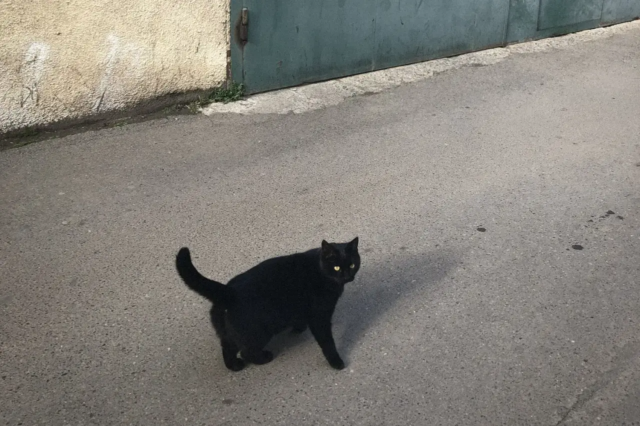 黒猫カーニバル