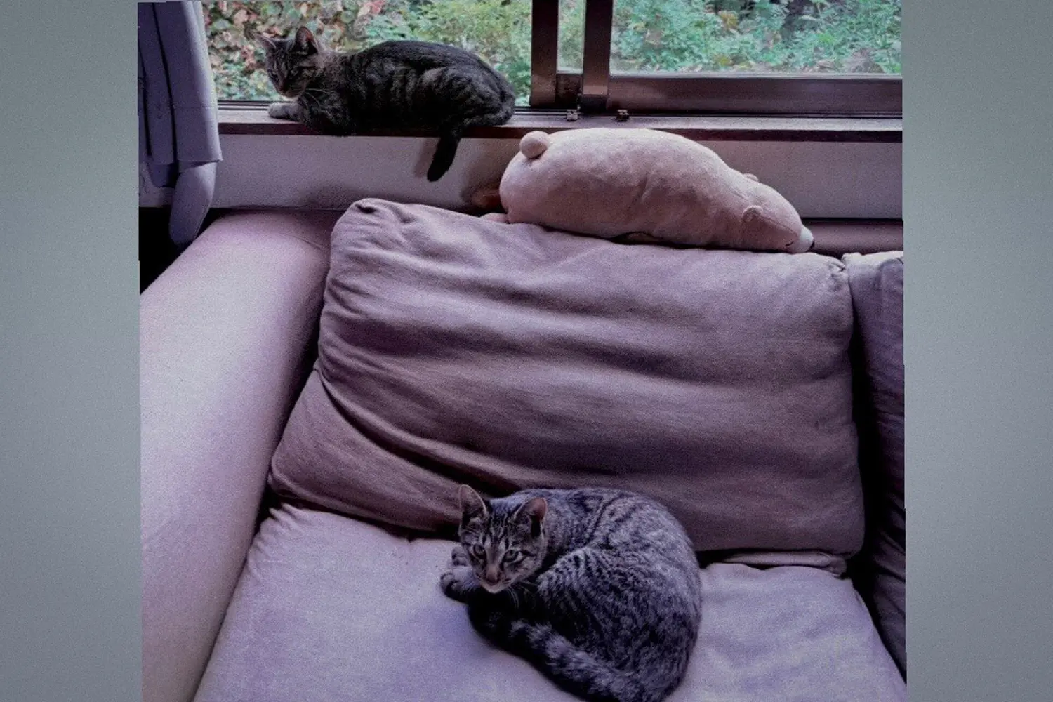 Purrfect Nap