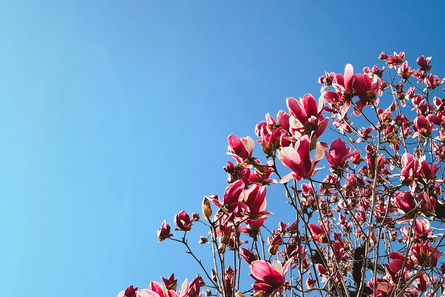 Spring Comes Again